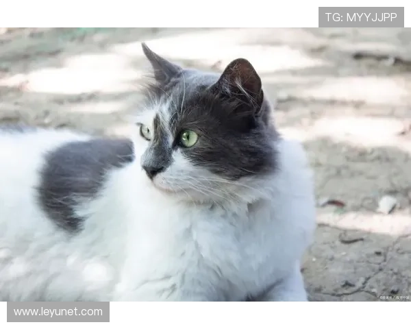 练俊杰家的猫都比普通人活得精致